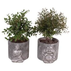 Bonsai In Sorten Im Beton-Gefäß Topf-Ø Ca. 15 Cm
