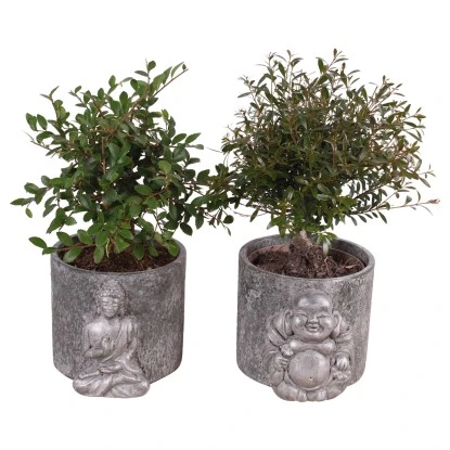 Bonsai In Sorten Im Beton-Gefäß Topf-Ø Ca. 15 Cm