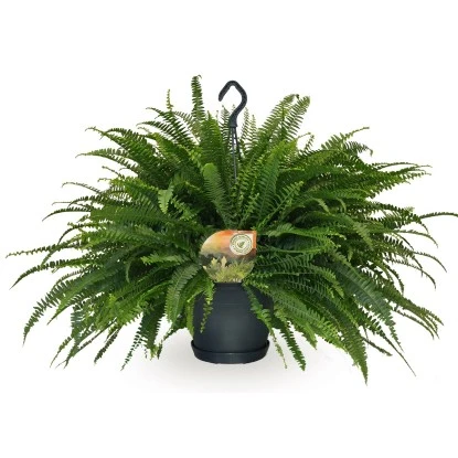 Schwertfarn "Green Lady" Höhe Ca. 50-55 Cm Topf-Ø Ca. 20 Cm Nephrolepis Exaltata 1 Schwertfarn "Green Lady" Höhe Ca. 50-55 Cm Topf-Ø Ca. 20 Cm Nephrolepis Exaltata