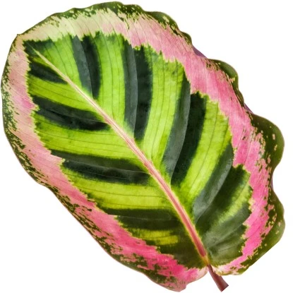 GROW By OBI Korbmarante "Angela" Ca. 75 -85 Cm Calathea Roseopicta 2 GROW By OBI Korbmarante "Angela" Ca. 75 -85 Cm Calathea Roseopicta – Bild 2