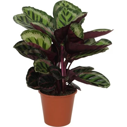 GROW By OBI Korbmarante "Angela" Ca. 75 -85 Cm Calathea Roseopicta 1 GROW By OBI Korbmarante "Angela" Ca. 75 -85 Cm Calathea Roseopicta