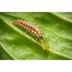 Biohelp Garten Und Bienen Florfliegenlarven Gegen Blattläuse, Thripse Uvm.