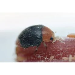 Biohelp Garten Und Bienen Australische Marienkäfer Gegen Wollläuse 25 Stück.