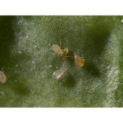 Biohelp Garten Und Bienen Raubmilben Gegen Verschiedene Weichhautmilben