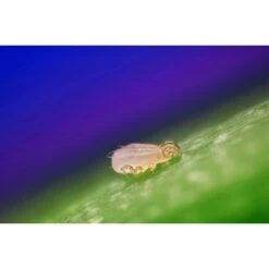 Biohelp Garten Und Bienen Raubmilbe Gegen Spinn- Und Weichhautmilbe 1.000 Stück.