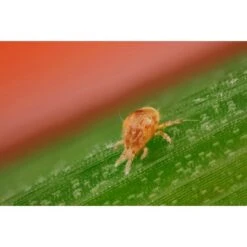 Biohelp Garten Und Bienen Raubmilben Gegen Spinnmilben 300 Stück.