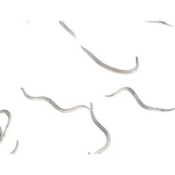 Biohelp Garten Und Bienen Nematoden Gegen Maulwurfsgrillen Und Wiesenschnaken