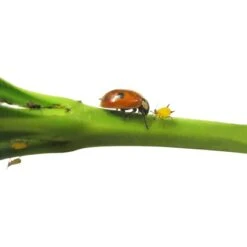 Biohelp Garten Und Bienen Marienkäfer Gegen Blattläuse 25 Stück.