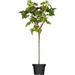 GROW By OBI Bio Johannisbeere Schwarz Höhe Ca. 60 - 80 Cm Ribes Nigrum