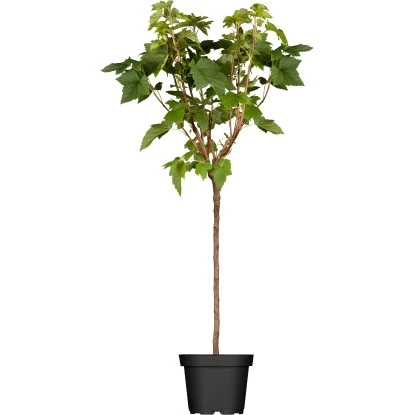 GROW By OBI Bio Johannisbeere Schwarz Höhe Ca. 60 - 80 Cm Ribes Nigrum 1 GROW By OBI Bio Johannisbeere Schwarz Höhe Ca. 60 - 80 Cm Ribes Nigrum