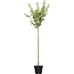 OBI Bio Stachelbeere Hochstamm Rot Ribes Uva-crispa