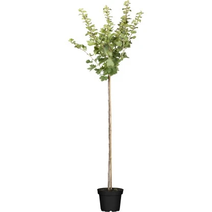 OBI Bio Stachelbeere Hochstamm Rot Ribes Uva-crispa 1 OBI Bio Stachelbeere Hochstamm Rot Ribes Uva-crispa