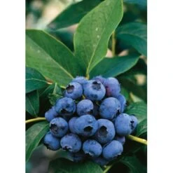 Heidelbeere "Hortiblue Petite" Höhe 40 - 60 Cm Topf-Ø 4,6 L Vaccinium -Gloria Der Garten Geschaft accinium corymbosum Dixi 1