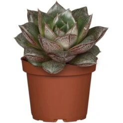 Gloria Der Garten Geschaft -Gloria Der Garten Geschaft allgestell topf ca 13 cm 1