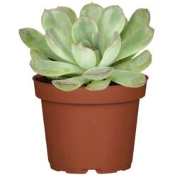 Sukkulenten-Mix "Special Collection" Topf-Ø Ca. 15 Cm -Gloria Der Garten Geschaft allgestell topf ca 13 cm 2