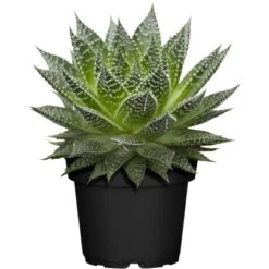 Sukkulenten-Mix "Special Collection" Topf-Ø Ca. 15 Cm -Gloria Der Garten Geschaft allgestell topf ca 13 cm 4