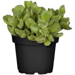 Sukkulenten-Mix "Special Collection" Topf-Ø Ca. 15 Cm -Gloria Der Garten Geschaft allgestell topf ca 13 cm 5