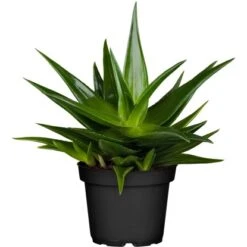 Sukkulenten-Mix "Special Collection" Topf-Ø Ca. 15 Cm -Gloria Der Garten Geschaft allgestell topf ca 13 cm 6