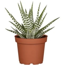 Sukkulenten-Mix "Special Collection" Topf-Ø Ca. 15 Cm -Gloria Der Garten Geschaft allgestell topf ca 13 cm 7