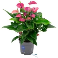 GROW By OBI Flamingoblume "Cirano" Violett Höhe Ca. 50-60 Cm Topf-Ø Ca. 17 Cm