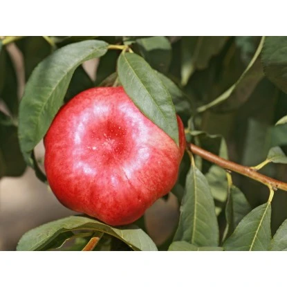 Tellernektarine Topf Ca. 7 L Prunus 1 Tellernektarine Topf Ca. 7 L Prunus