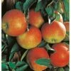 Herbstapfel "Rebella" Gelb-Rot Topf Ca. 9,5 L Malus