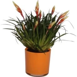 Vriesea-Arrangement Im Glas Topf-Ø Ca. 12 Cm