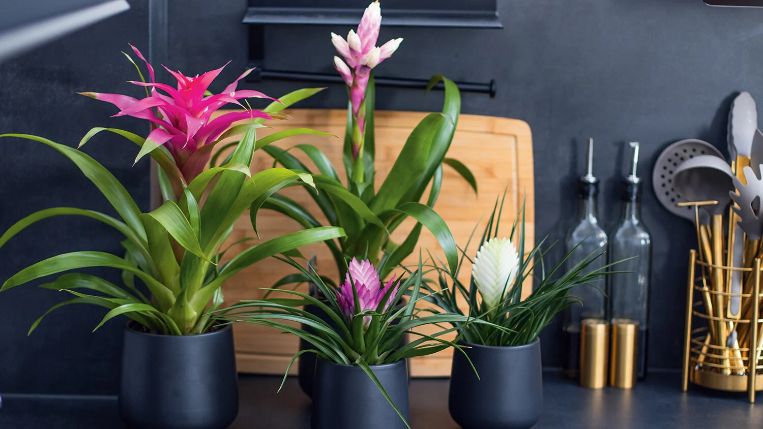 Gloria Der Garten Geschaft -Gloria Der Garten Geschaft csm Ratgeber Zimmerpflanzen besondere Farben drei Bromelie Guzmania stehen in Kueche a8bc1b7fc1